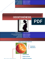 ODONTOGENESIS