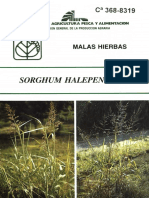 Sorghum Halepense L