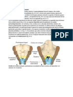 Desarrollo de La Troquea, Bronquios y Pulmones