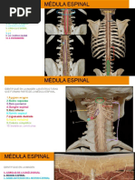 Preinforme - Anatomia