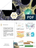 Citoesqueleto y Orgánulos (En Eucariotes)