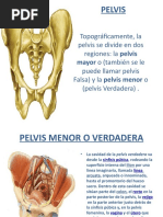 Pelvis