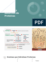 Digestion y Absorcion de Proteinas