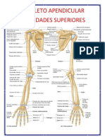 Esqueleto Apendicular 1