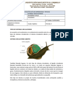 Tipos de Sistemas Circulatorios