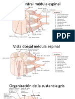 Ejercicio Médula Completo