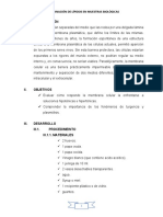 Informe 8