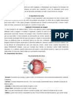 Apnp 04 - o Sentido Da Visão-6º Ano