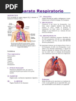 Aparato Respiratorio: Definición Iv. Tráquea