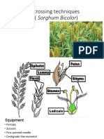 Selfing and Crossing Techniques in Sorghum (Sorghum Bicolor)