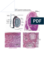 4 Espermatogenesis