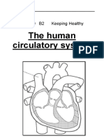 Blood Circulation Around The Body