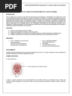 Identificación de Elementos Neuroanatómicos Del Encéfalo Humano