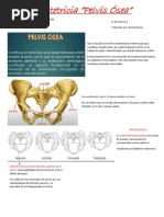 Pelvis Osea