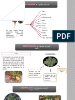 Morfología de La Maca