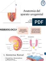 Anatomia 