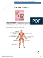 Sistema Muscular Humano - Partes, Nombres, Funciones + Imágenes - Informacionde - Info