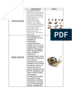 Invertebrados Cuadro Comparativo