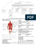 Taller Musculos