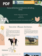 Razas de Bovinos Productores de Leche y Carne.