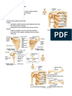 Handouts Upper Limbs Bones Sp11