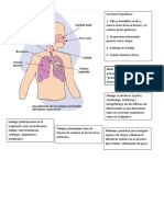 Sistema Respiratorio