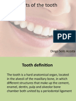 Parts of The Tooth