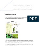 Clasificación de Plantas