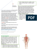 Circulacion en El Ser Humano