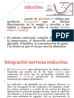 Sistema Endocrino