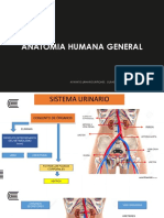 Sistema Urinario