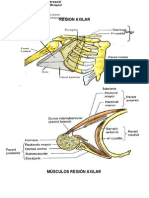 MUSCULOS REGION AXILAR - Prof. Carlos Verdú