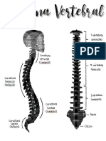 Paquete Columna Vertebral