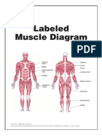 Muscle Diagram