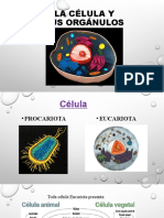 La Célula y Sus Orgánulos