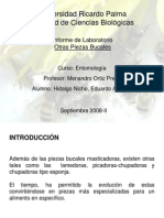 Informe 4. Otras Piezas Bucales