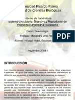 INFORME 8. Sistema Circulatorio, Digestivo y Reproductor de Periplaneta Americana"cucaracha"