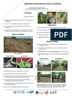 Manejode - Moko - (Ralstonia - Solanacearum - Raza - 2) - en - Plátano