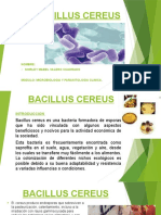 Bacillus Cereus