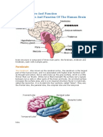 Brain Structure and Function