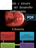 Segunda y Tercera Semana Del Desarrollo Del Embrion