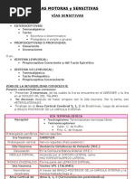 VÍAS MOTORAS y SENSITIVAS