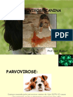 Parvovirose Canina