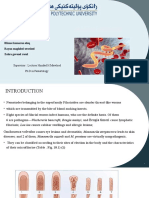 Filarial Nematode