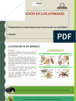 Semana 1 SESIÓN2 11-08 - 2021 Excreción en Animales