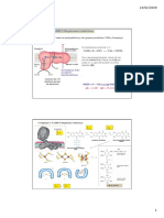 Tema 5 (II) - Cadena Respiratoria y Fosforilación Oxidativa