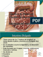 Intestino Histologia Morfologia Imagens