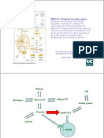 Tema 14. Oxidación de Ácidos Grasos