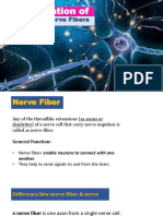 Classification of Nerve Fiber