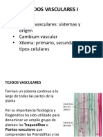 Clase 14 Tejidos Vasculares Xilema 2013